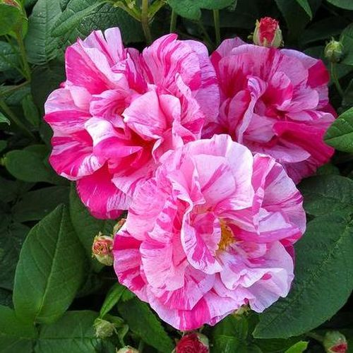 Gärtnerei - Rosa Rosa Mundi - rosa-weiß - gallica rosen - stark duftend - - - Eine der bekanntesten und wahrscheinlich auch der ältesten gestreiften Rosen. Verträgt auch Halbschatten und nährstoffarmen Boden.
